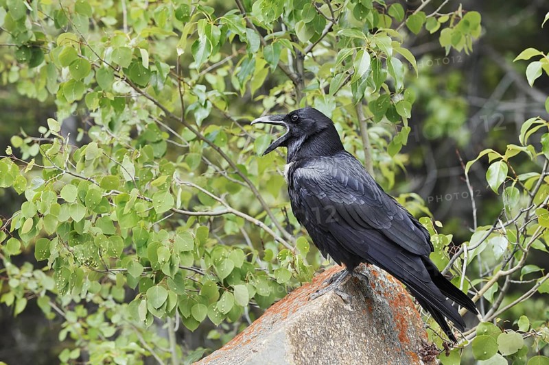 Raven (Corvus corax) sitting on a rock, Banff National Park, Alberta, Canada
