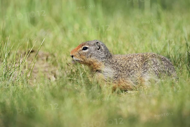 Columbia ground squirrel (Urocitellus columbianus, Spermophilus columbianus), British Columbia, Canada