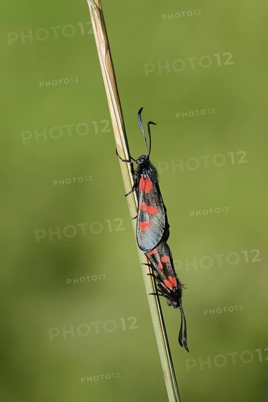 Horned Clover Oriole (Zygaena lonicerae), pair copulating, Brittany, France