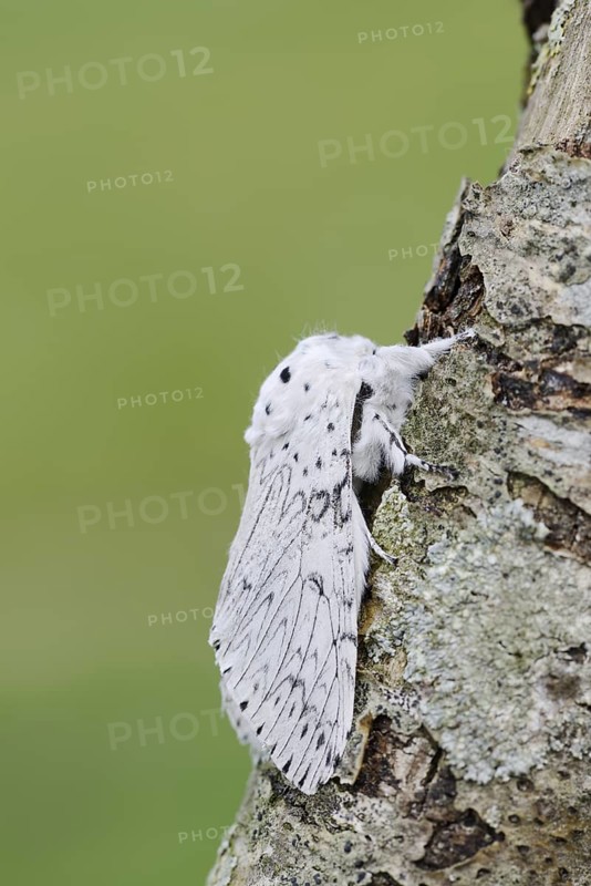 Cerura erminea or ermine moth (Cerura erminea), France