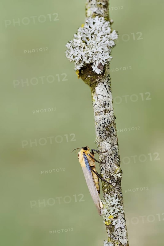Four-spot lichen bear or large lichen bear (Lithosia quadra), male, France