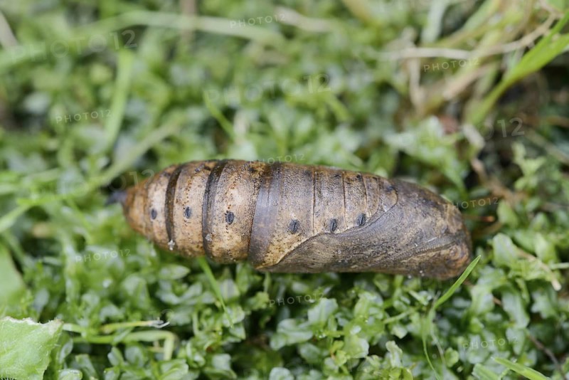 Elephant hawk-moth (Deilephila elpenor), pupa, North Rhine-Westphalia, Germany