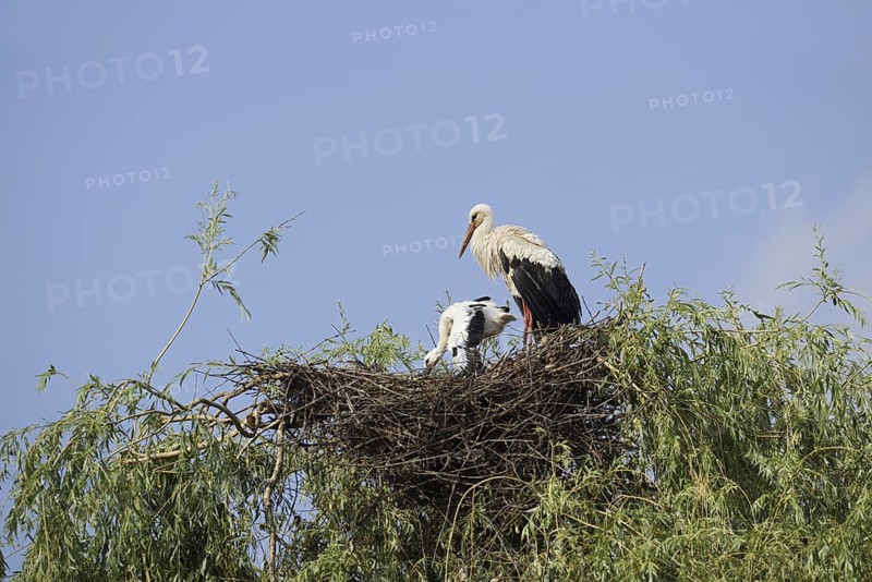 White stork (Ciconia ciconia) with chicks in the nest on a willow (Salix), North Rhine-Westphalia, Germany