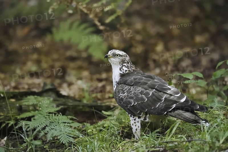 Honey buzzard (Pernis apivorus), North Rhine-Westphalia, Germany