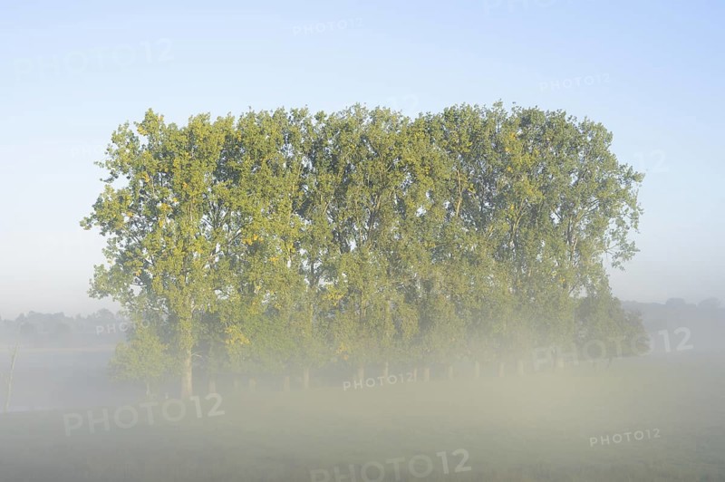 Bastard black poplars or Canada poplars (Populus x canadensis, Populus x euramericana) in the morning mist, autumn, North Rhine-Westphalia, Germany