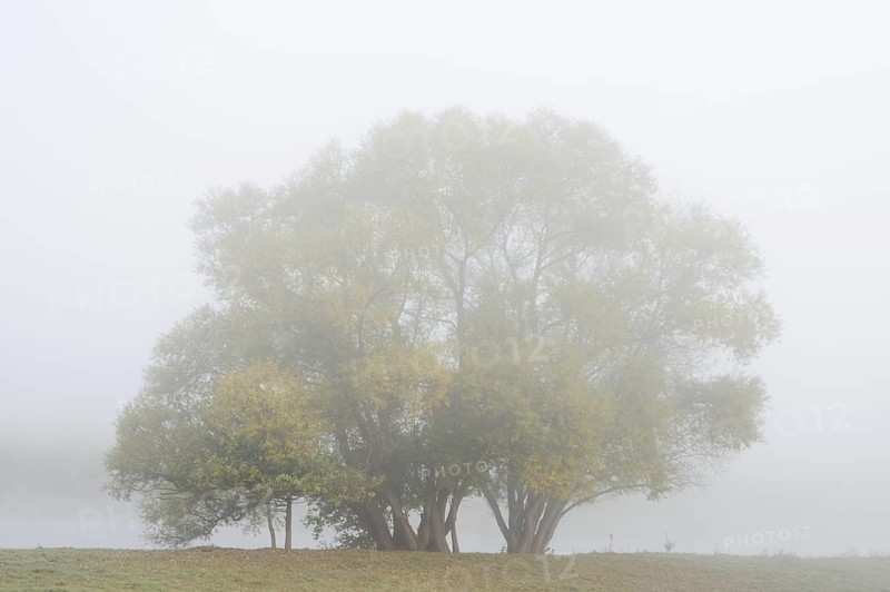 Silver willows (Salix alba) on the river Lippe in the morning mist, North Rhine-Westphalia, Germany