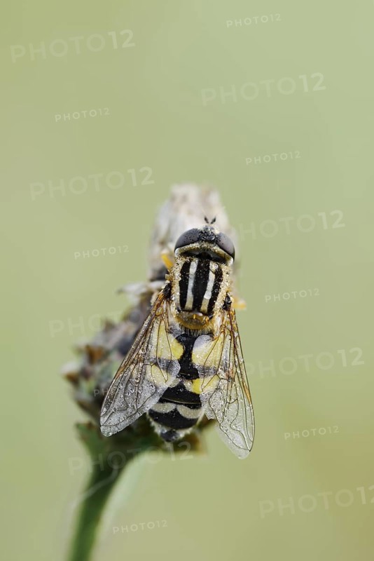 Large marsh hoverfly (Helophilus trivittatus), North Rhine-Westphalia, Germany