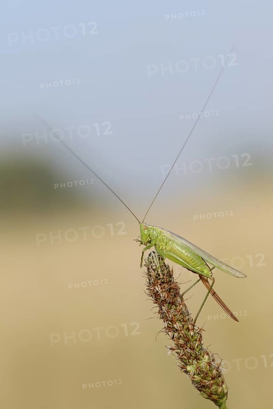 Long-winged conehead (Conocephalus fuscus), female, North Rhine-Westphalia, Germany