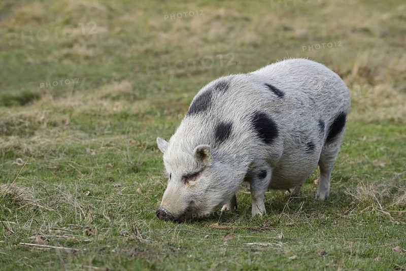 Göttingen minipig (Sus scrofa f. domestica) standing in a meadow, North Rhine-Westphalia, Germany