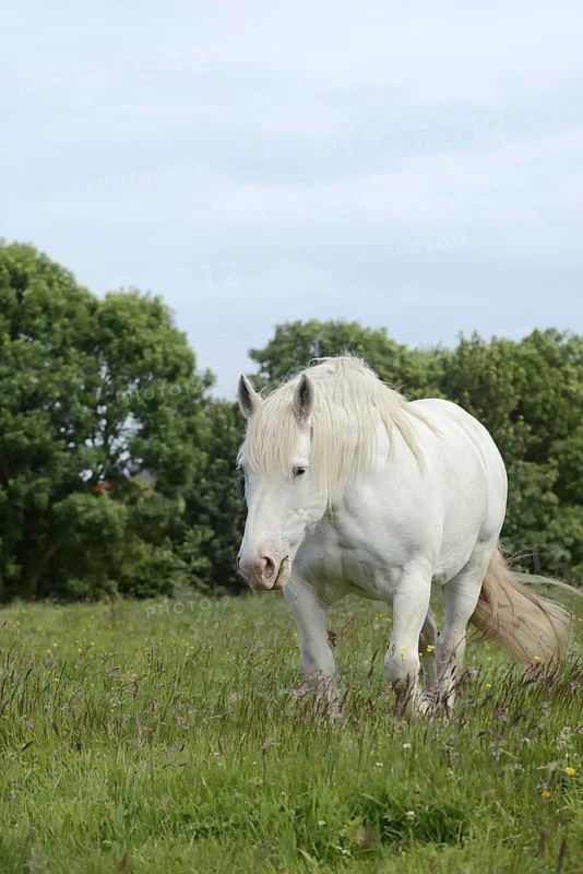 Domestic horse, Percheron (Equus caballus) in the pasture, Normandy, France