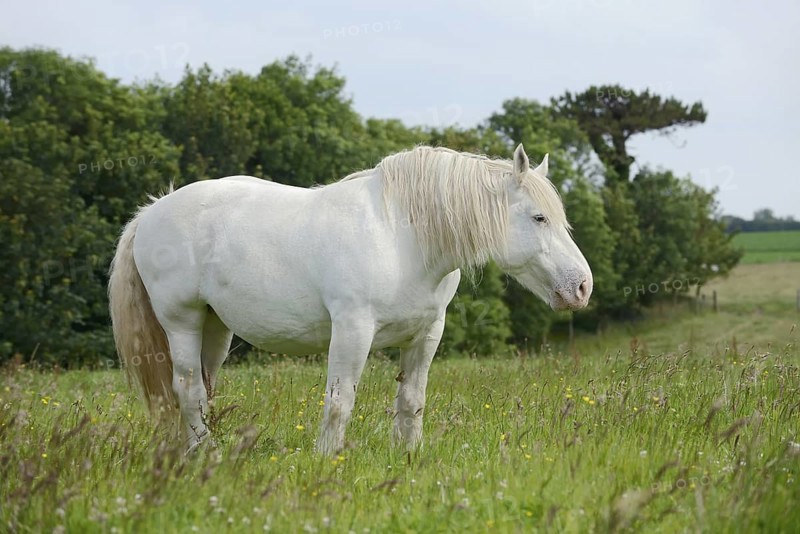 Domestic horse, Percheron (Equus caballus) in the pasture, Normandy, France