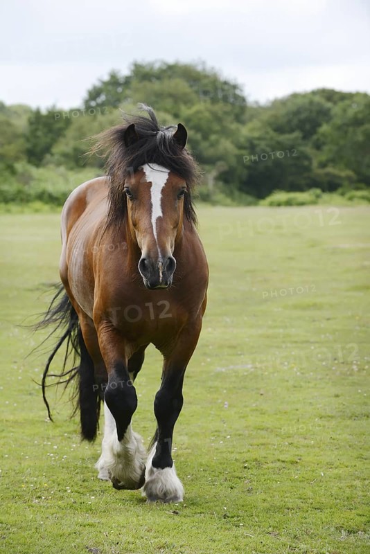 Domestic horse, Clydesdale (Equus caballus) on pasture, France
