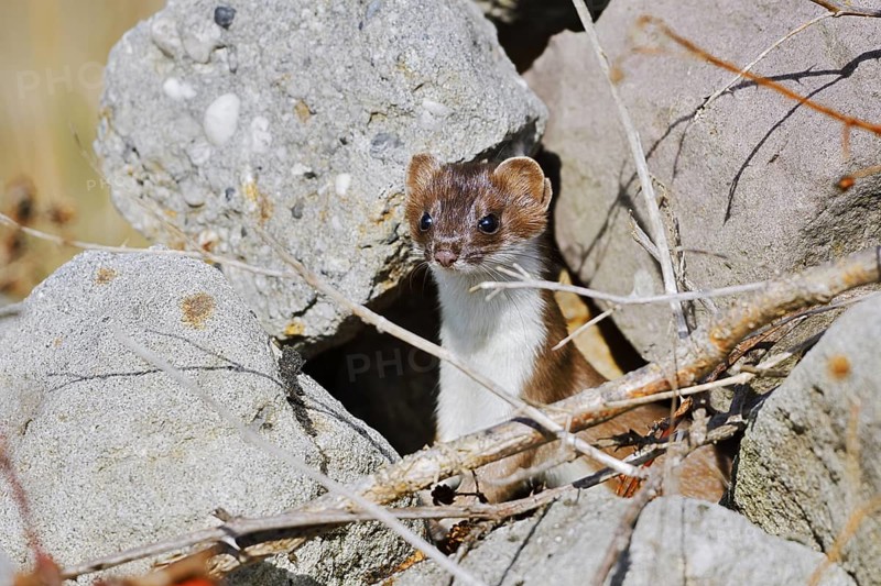 Stoat or large weasel (Mustela erminea), North Rhine-Westphalia, Germany