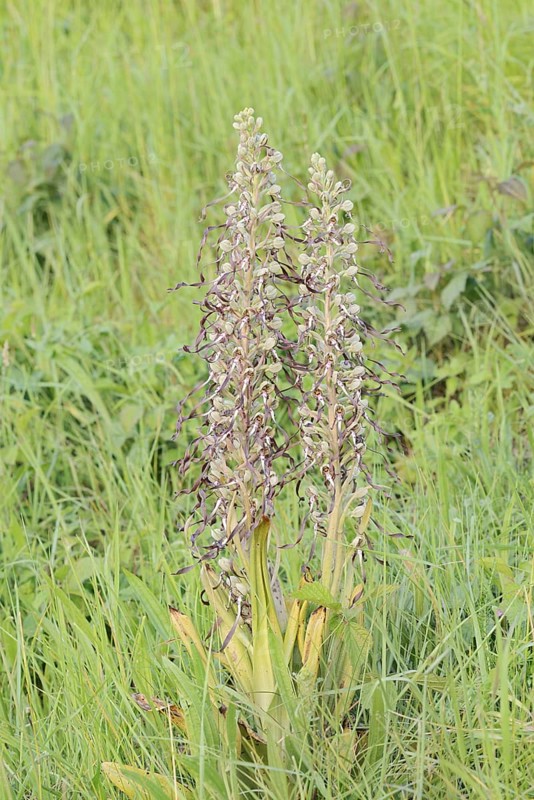 Goat's tongue (Himantoglossum hircinum), flowering, Centre region, France