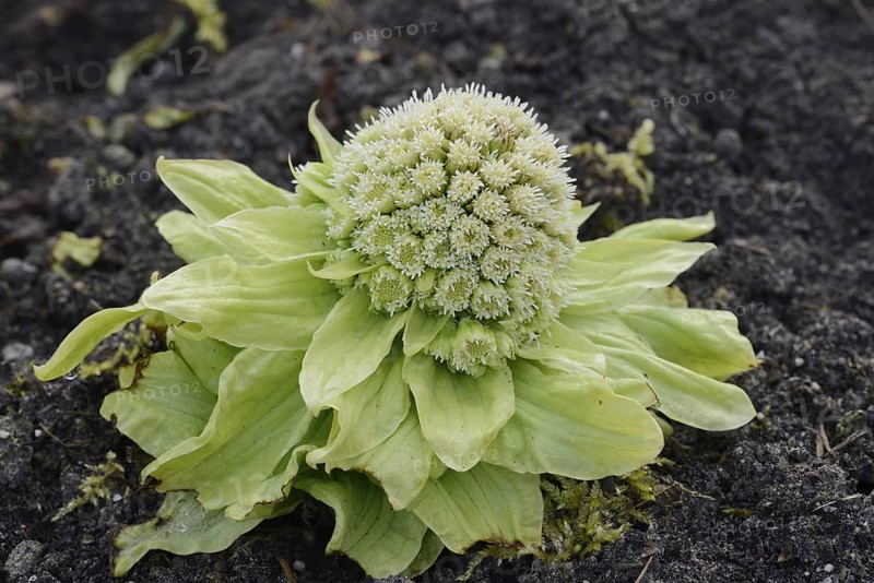 Japanese butterbur or Asian butterbur (Petasites japonicus), flowering