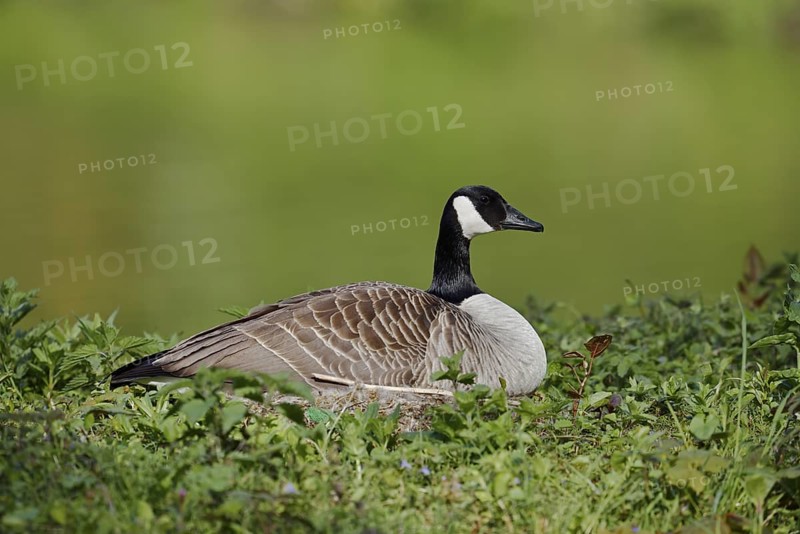 Canada goose (Branta canadensis) sitting brooding on the nest, North Rhine-Westphalia, Germany