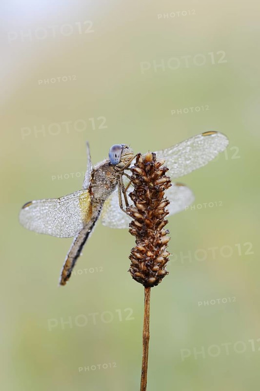 Scarlet Dragonfly (Crocothemis erythraea), female with dewdrops, North Rhine-Westphalia, Germany