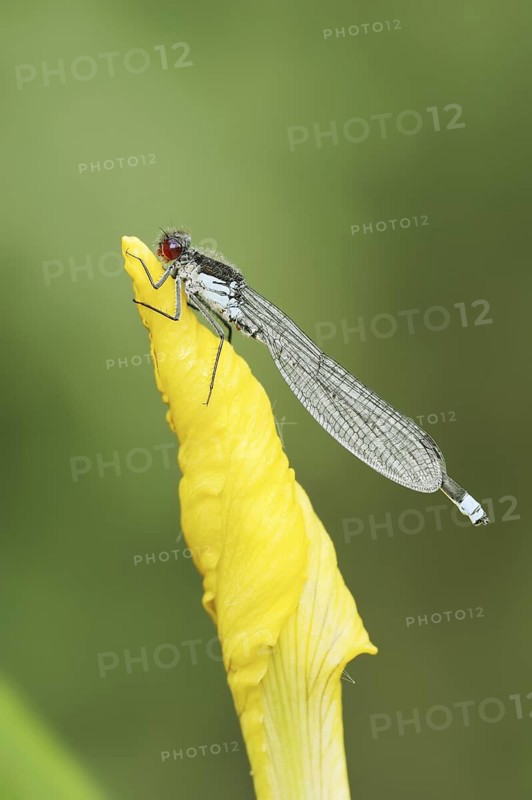 Red-eyed Damselfly (Erythromma najas), male, North Rhine-Westphalia, Germany