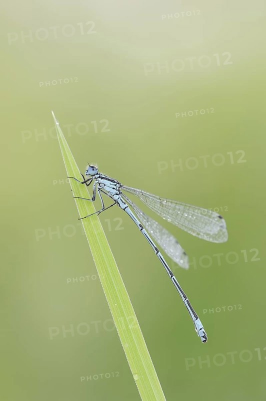 Horseshoe Damselfly (Coenagrion puella), male, North Rhine-Westphalia, Germany
