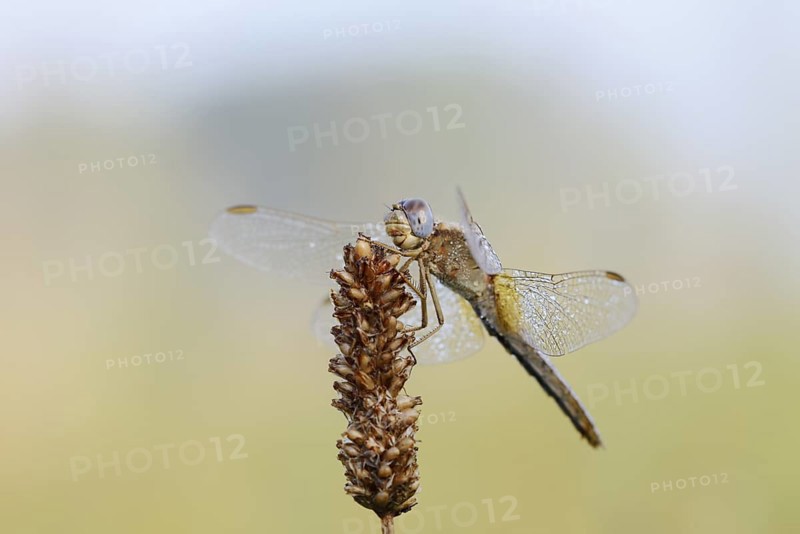 Scarlet Dragonfly (Crocothemis erythraea), female with dewdrops, North Rhine-Westphalia, Germany