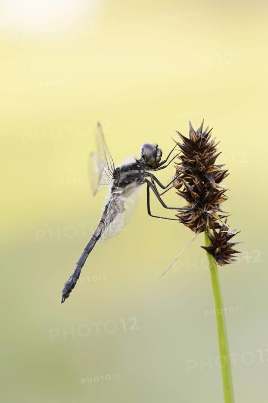 Black Darter (Sympetrum danae), male, North Rhine-Westphalia, Germany