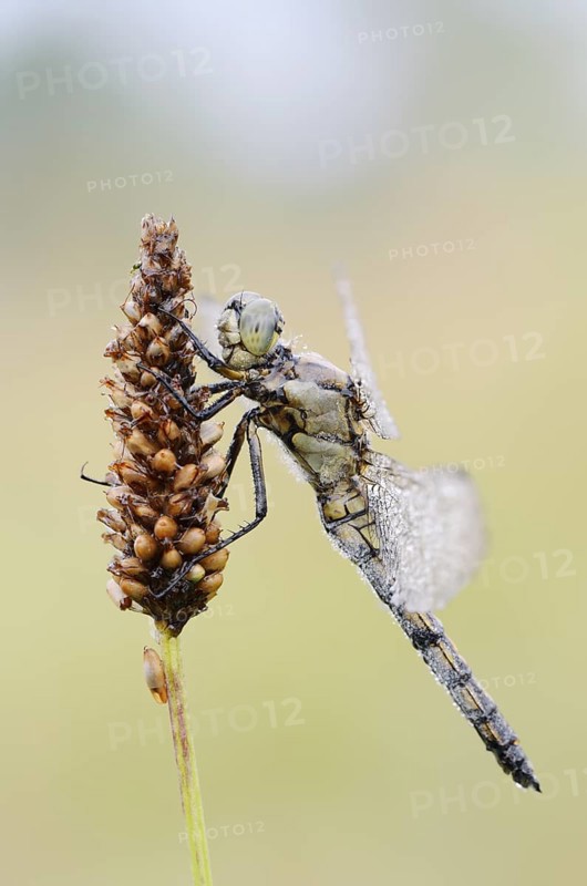 Black-tailed Skimmer (Orthetrum cancellatum), female with dewdrops, North Rhine-Westphalia, Germany