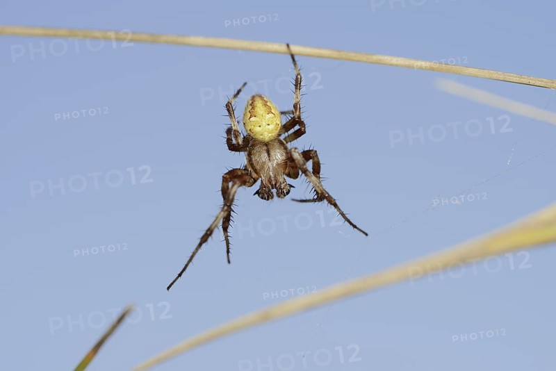 Four-spotted cross spider (Araneus quadratus), male, North Rhine-Westphalia, Germany