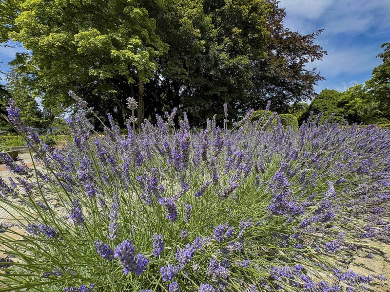 Lavender in bloom in Grugapark, Essen, North Rhine-Westphalia, Germany