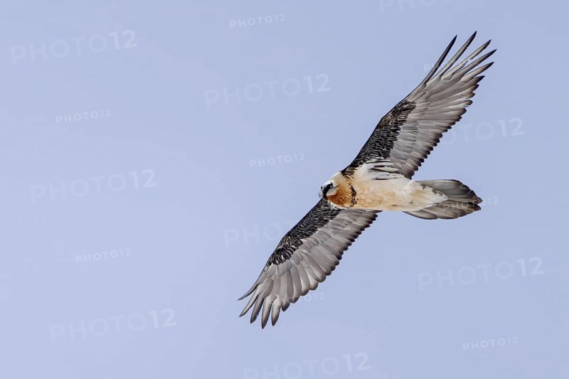 Bearded Vulture (Gypaetus barbatus), flying, Himalayas, Spitital, Kaza, Himachal Pradesh, India