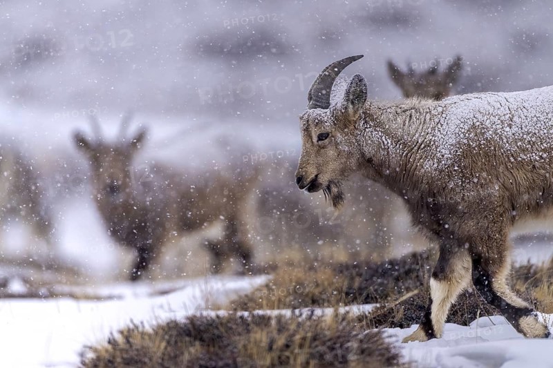 Siberian ibex (Capra sibirica), in snowfall, Himalayas, Spitital, Kaza, Himachal Pradesh, India