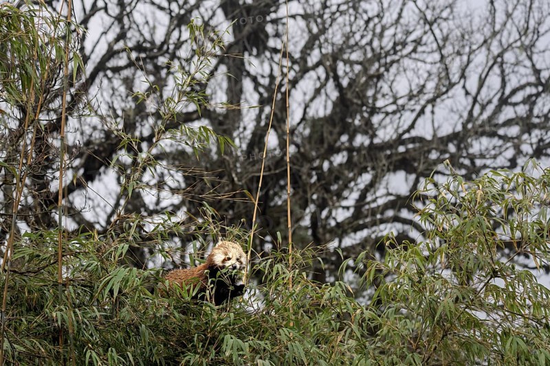 Western Red panda (Ailurus fulgens), feeding on bamboo, Singalila National Park, Gairibas, Jamuna, Koshi Province, Nepal