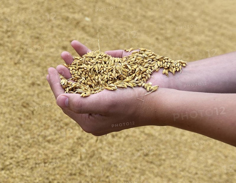 Hand with barley, grain