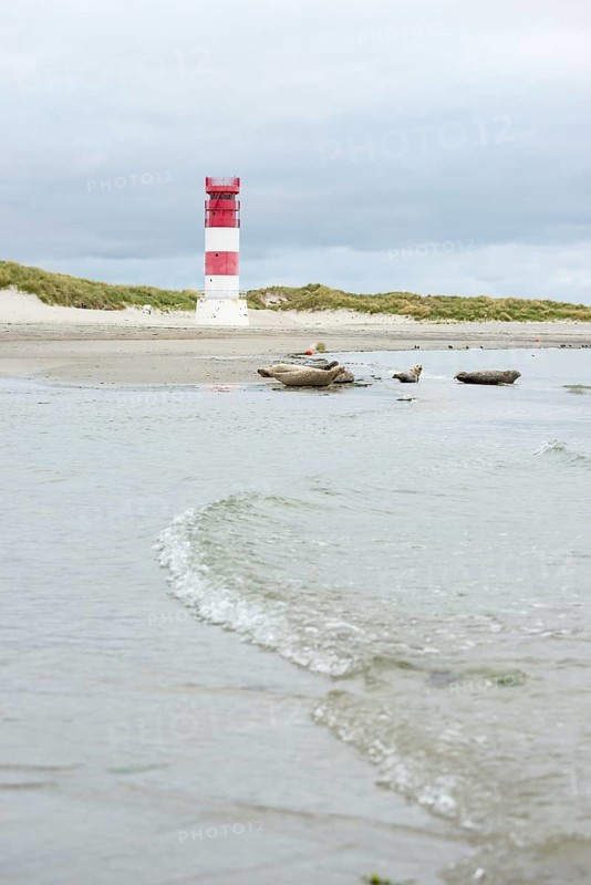 Several harbour seals (Phoca vitulina), seals, group, resting at low tide at the edge of the water, shore, sandy beach in front of the red and white striped lighthouse Helgoland Düne (rear light), small waves wash on the deserted, bright beach, calm sea in the evening, in the background white dunes, sand dunes with vegetation, little surf, overcast sky, nobody, maritime landscape, serenity, relaxation, island dune, Helgoland, Schleswig-Holstein, North Sea, Germany