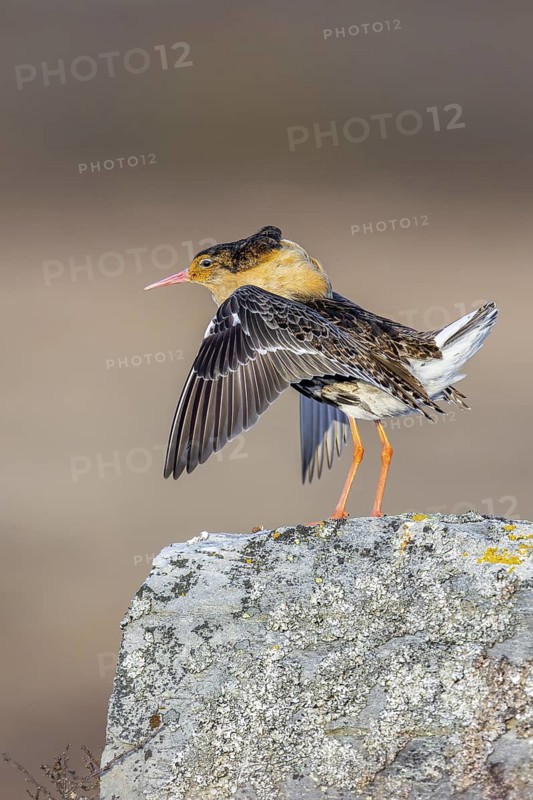 Ruff (Calidris pugnax) territorial male in breeding plumage displaying by flapping wings during courtship display at lek in spring, Scandinavia