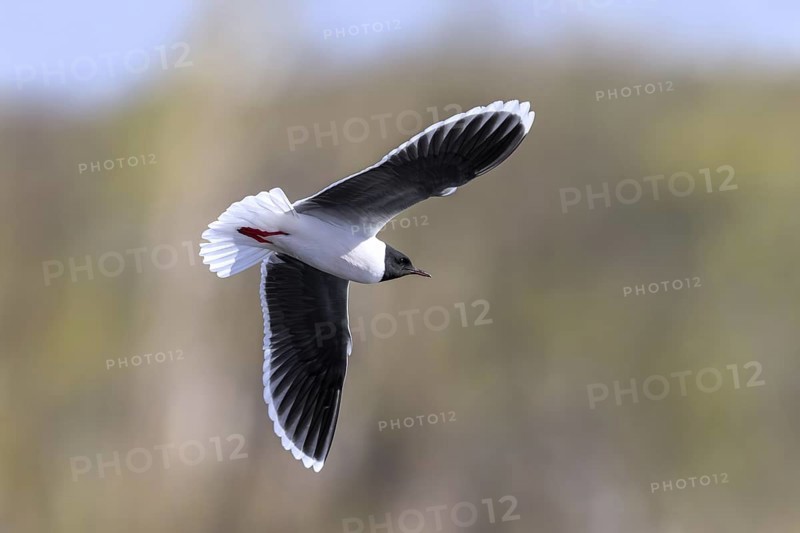 Little gull (Hydrocoloeus minutus, Larus minutus) adult in breeding plumage, summer plumage flying over pond in spring