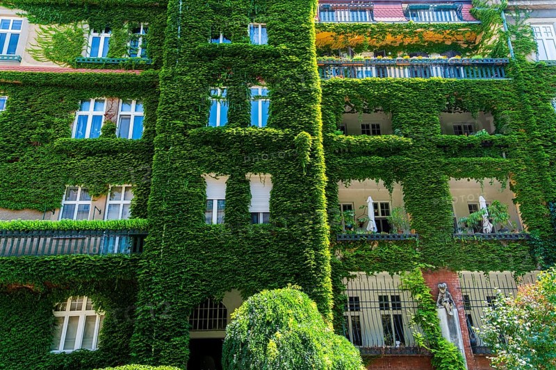 An ivy-covered façade of an apartment block in Bratislava, Slovakia