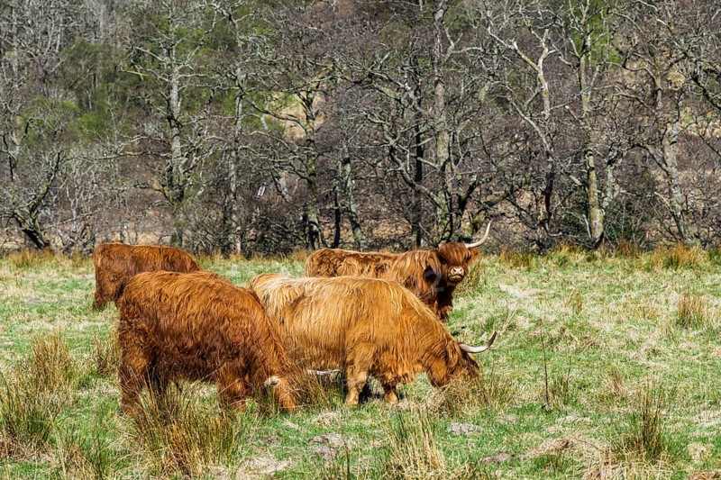 Highland Cattle, Scottish breed of rustic cattle, Highland, Scotland, UK