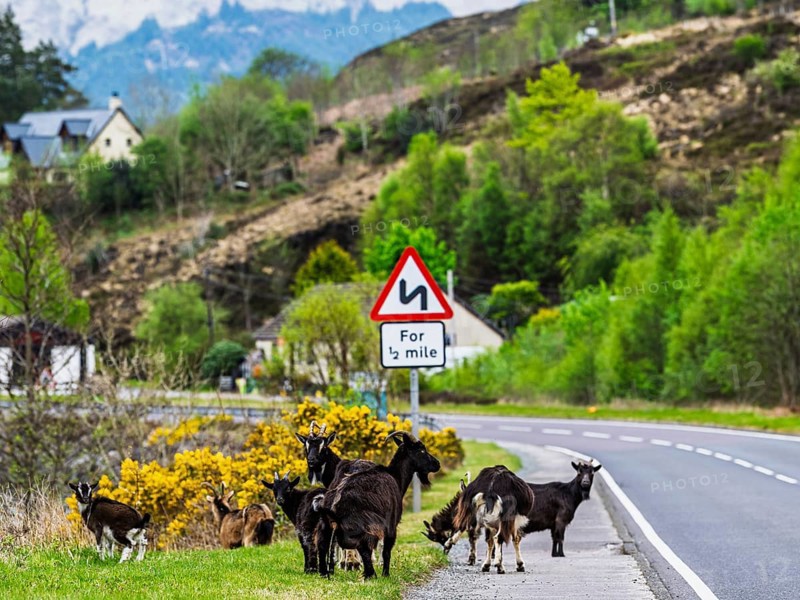 Goats over Invershiel, Loch Duich, Scotland, UK