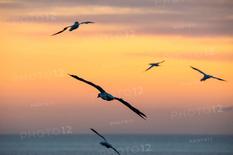 Several gannets (Morus bassanus) (synonym: Sula bassana) flying, soaring elegantly with outstretched wings, hovering in a peaceful dusk over the blue sea, horizon, silhouettes, orange and golden dusk, calm waters of the North Sea, while the sky glows in pastel colours at sunset, Lummenfelsen, North Sea island of Helgoland, Schleswig-Holstein, Germany
