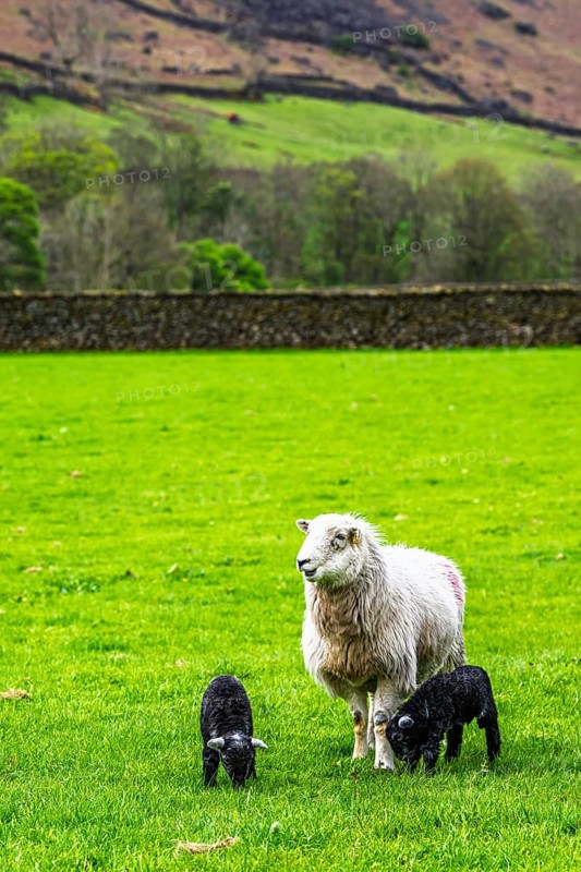 Sheep and farm in Lake District National Park, Coniston Water, Cumbria, England, United Kingdom