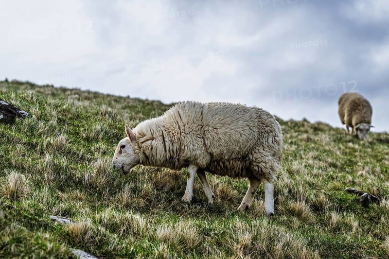 Sheeps on farms over Neist Point Lighthouse, Isle of Skye, Scotland, UK