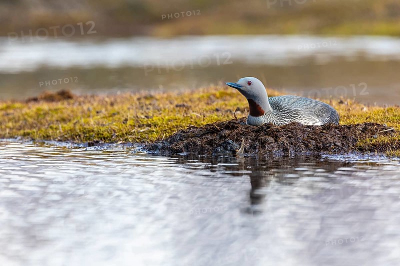 Red-throated diver (Gavia stellata) breeding on the nest, Aventdalen, Longyearbyen, Spitsbergen, Svalbard