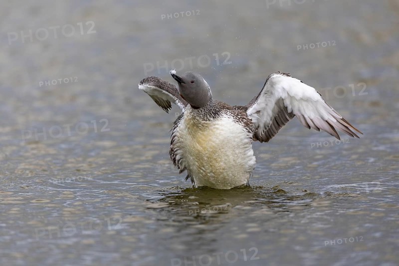 Red-throated diver (Gavia stellata) Feather care on the water, Aventdalen, Longyearbyen, Spitsbergen, Svalbard