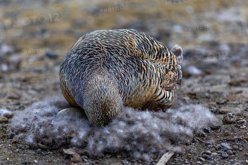 Eider duck (Somateria mollissima), hen brooding on the nest, duck birds (Anatidae), Aventdalen, Longyearbyen, Spitsbergen, Svalbard