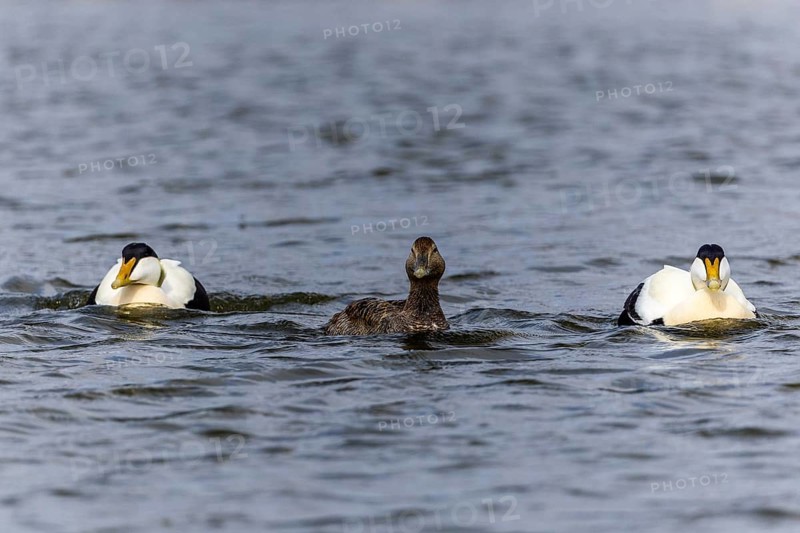 Eider duck (Somateria mollissima), hen with drake during mating behaviour, duck birds (Anatidae), Aventdalen, Longyearbyen, Spitsbergen, Svalbard