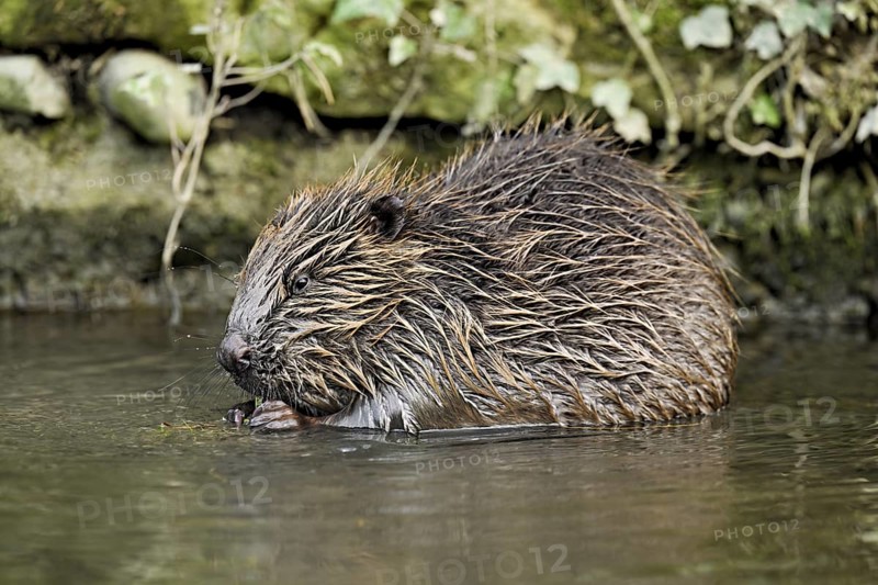 Eurasian beaver, European beaver (Castor fibre), eating grass in the water, Canton Zug, Switzerland
