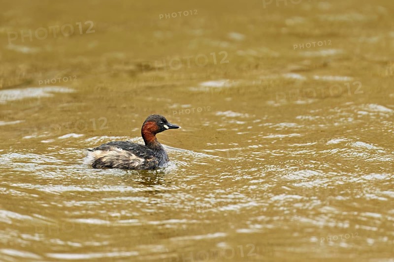 Red-breasted merganser (Mergellus albellus), adult swimming, Flachsee nature reserve, Canton Aargau, Switzerland