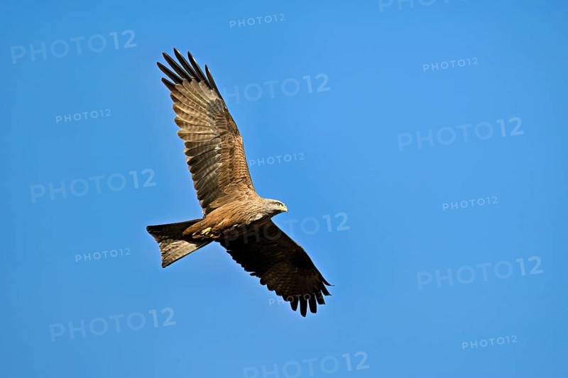 Black Kite (Milvus migrans), in flight, lower view, Flachsee nature reserve, Freiamt, Canton Aargau, Switzerland