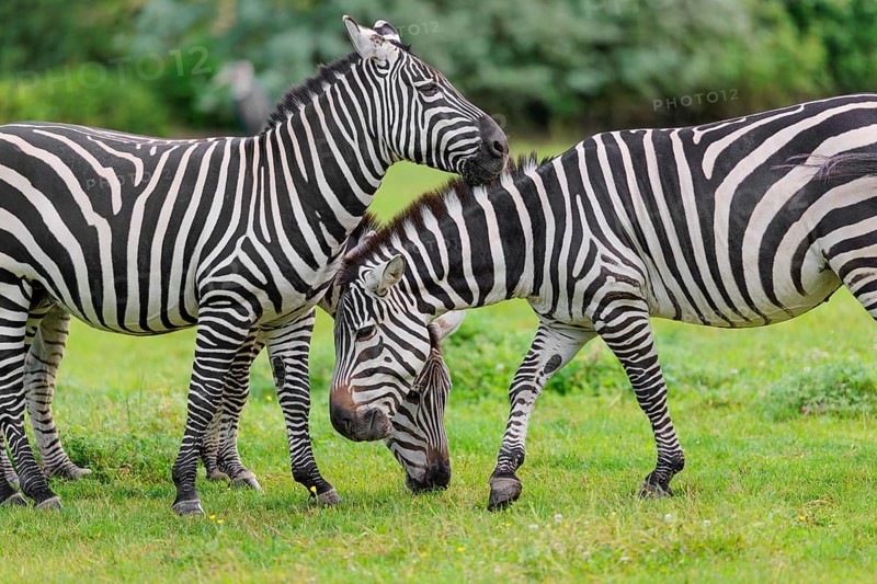 Three Grant's zebras (Equus quagga boehmi) graze head to head in a green meadow. Kenya