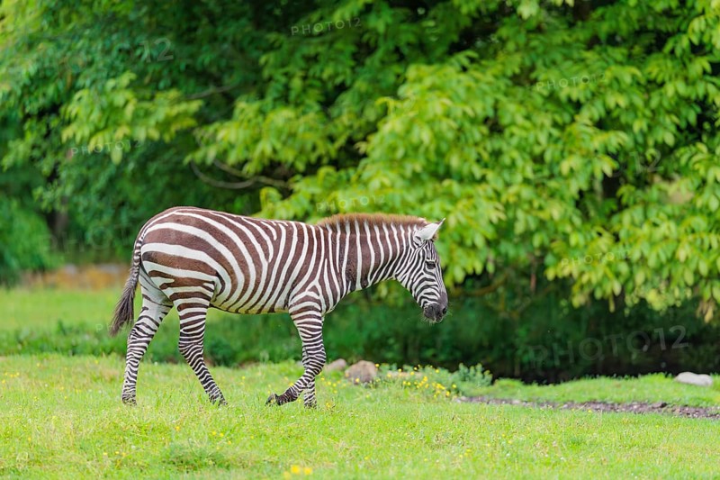A Grant's zebra (Equus quagga boehmi) stands in a green meadow. Kenya